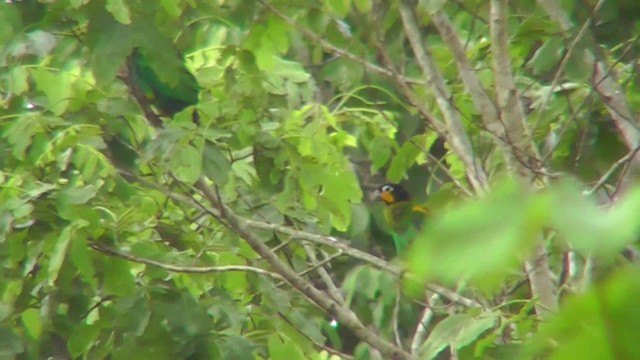 Orange-cheeked Parrot - ML201146981