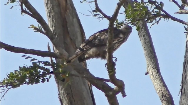 Değişken Atmaca Kartalı (cirrhatus/ceylanensis) - ML201147051