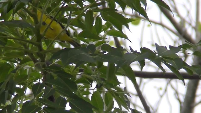 Common Iora - ML201147091