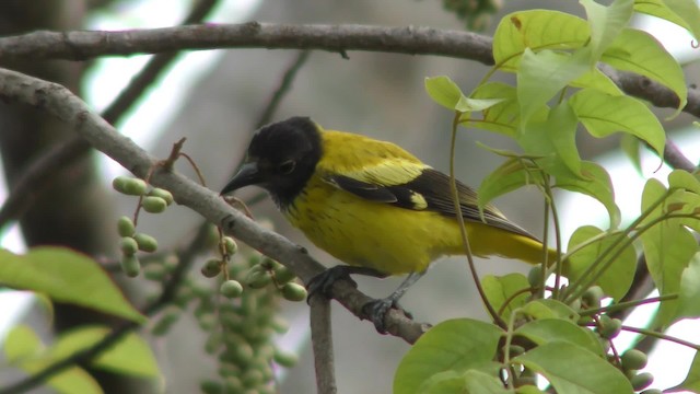 Black-hooded Oriole - ML201147151