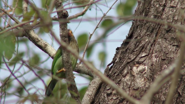 Kahverengi Başlı Barbet - ML201147171