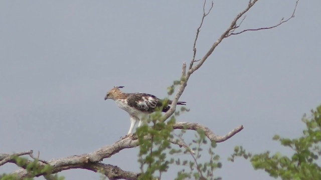 Aigle huppé - ML201147181