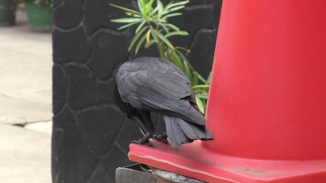 Large-billed Crow - ML201147201