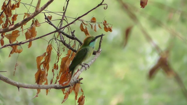 Asian Green Bee-eater - ML201147241
