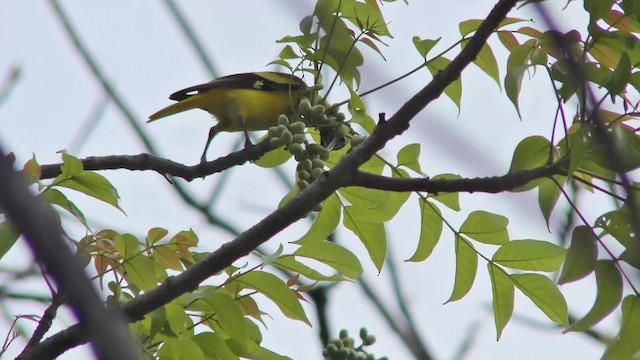 Black-hooded Oriole - ML201147251