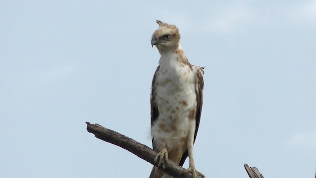 Aigle huppé - ML201147271