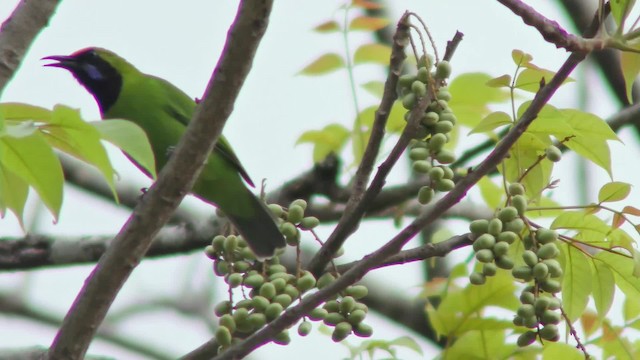 Golden-fronted Leafbird - ML201147301