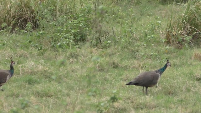 Indian Peafowl - ML201147331