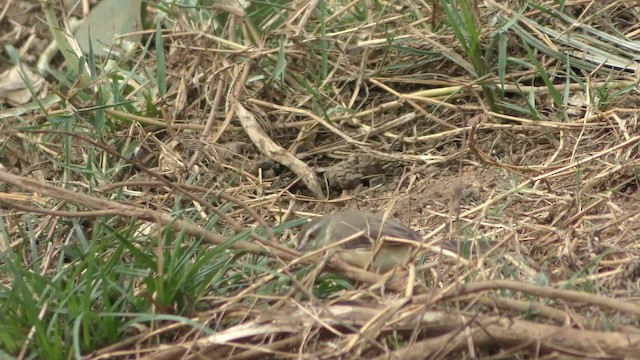 アジアマミハウチワドリ - ML201147381