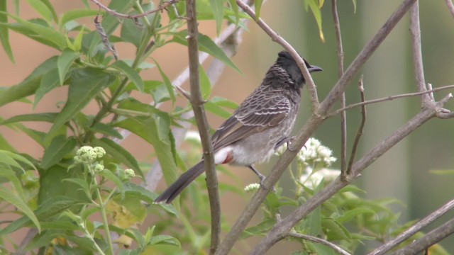 Bulbul à ventre rouge - ML201147401