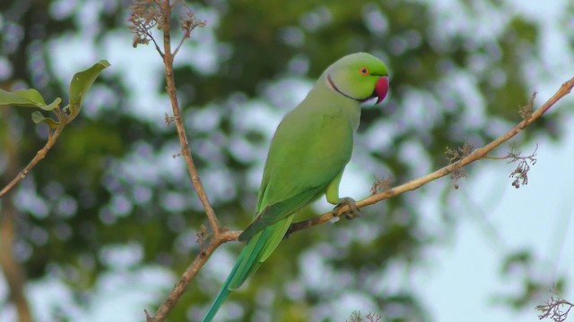 Rose-ringed Parakeet - ML201147411