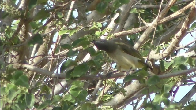 White-browed Bulbul - ML201147441