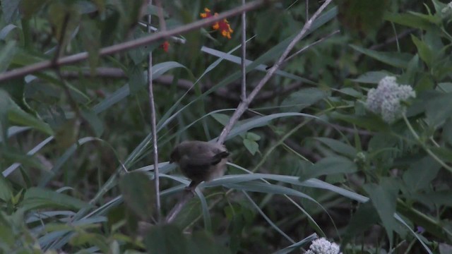 Tawny-bellied Babbler - ML201147461