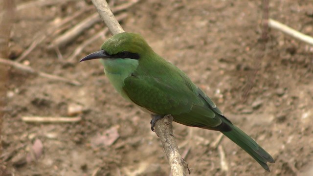 Asian Green Bee-eater - ML201147481