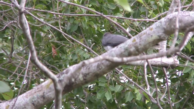 Токо ланкійський - ML201147491