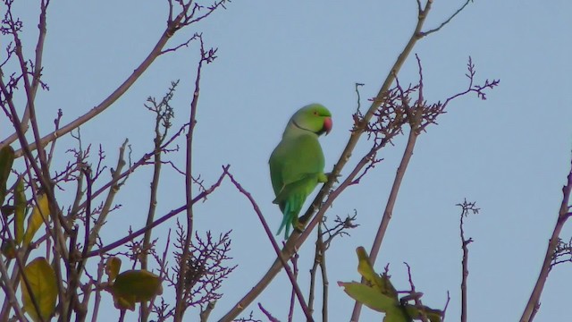 Rose-ringed Parakeet - ML201147521