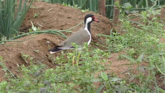 Red-wattled Lapwing - ML201147531