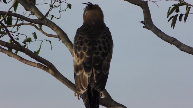 Aigle huppé - ML201147561