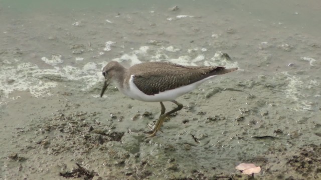 Common Sandpiper - ML201147571