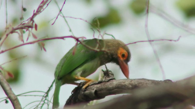 Brown-headed Barbet - ML201147631