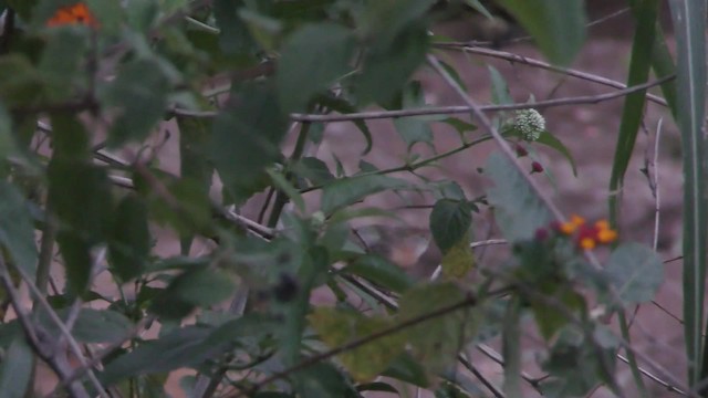 Tawny-bellied Babbler - ML201147641