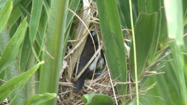 White-rumped Munia - ML201147651