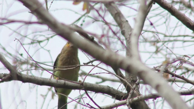 Kahverengi Başlı Barbet - ML201147661