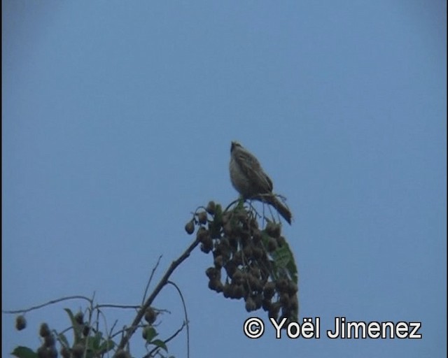 Variegated Flycatcher - ML201147751