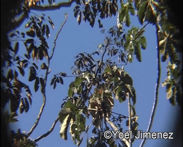 Black-necked Aracari - ML201147801