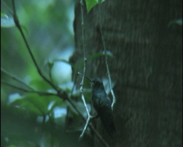 Blue-chinned Sapphire - ML201147891