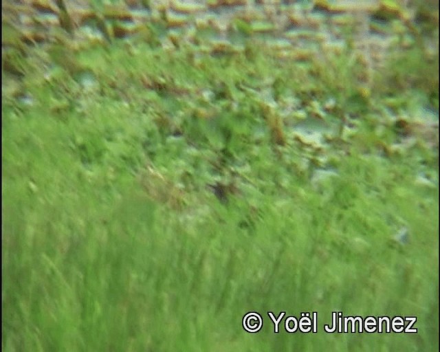 Spot-flanked Gallinule - ML201147911