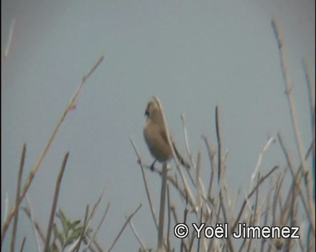 Isabelline Shrike (Daurian) - ML201147941