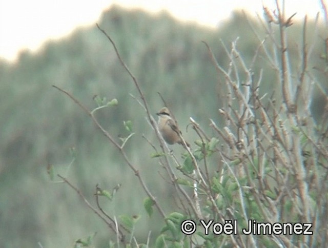Isabelline Shrike (Daurian) - ML201147951