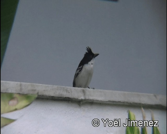 Great Antshrike - ML201147981