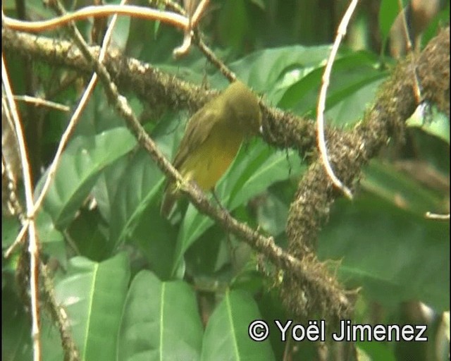 Band-tailed Manakin - ML201148091