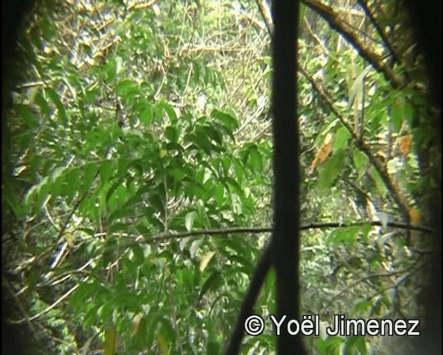 Band-tailed Manakin - ML201148101