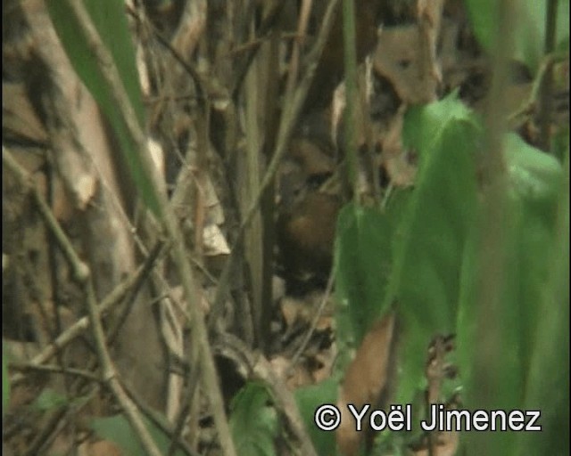 Sclérure à poitrine rousse (cearensis) - ML201148111