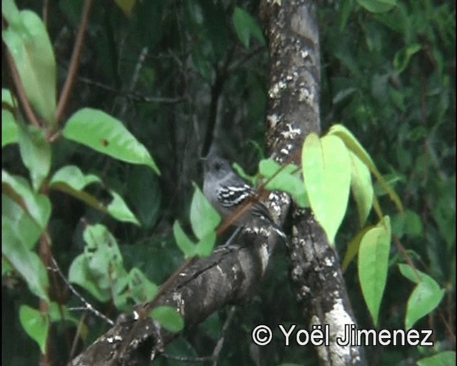 Planalto Slaty-Antshrike - ML201148181