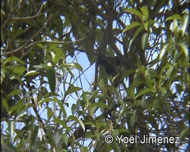 White-naped Jay - ML201148191