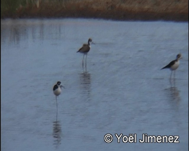 Black-necked Stilt (Black-necked) - ML201148261