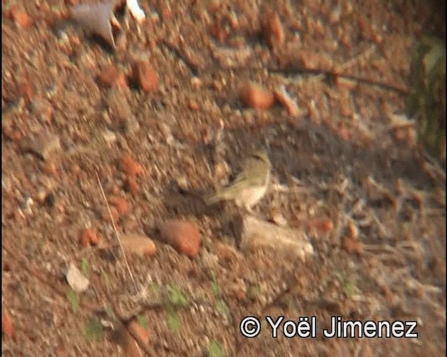 Orange-fronted Yellow-Finch - ML201148281