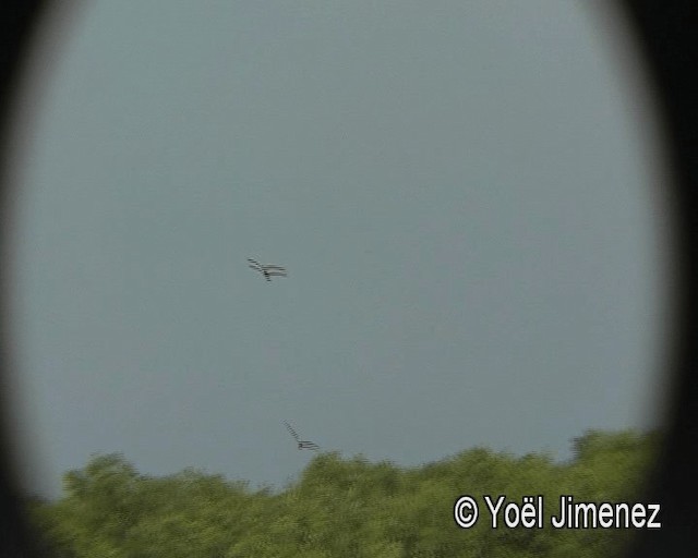 Eastern Marsh Harrier - ML201148291