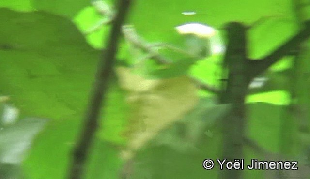 Silver-breasted Broadbill - ML201148321