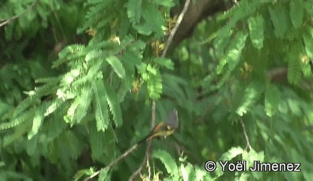 Küçük Minivet - ML201148331