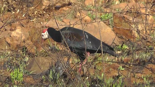 rødkroneibis - ML201148411