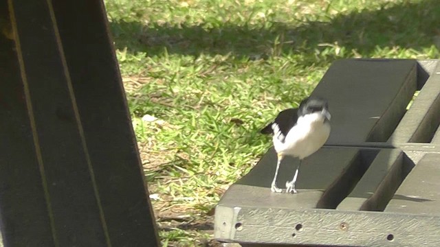 Southern Boubou - ML201148421