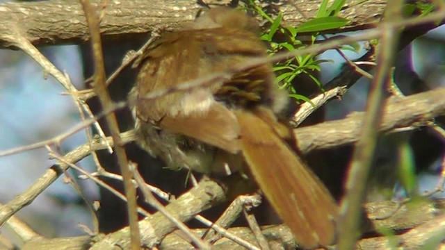 Bulbul Terrestre - ML201148481