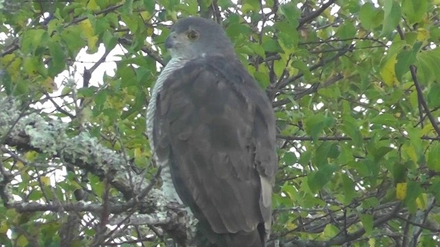 African Goshawk - ML201148631