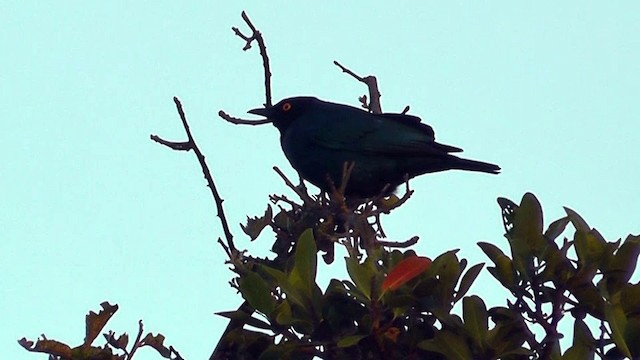 Estornino de El Cabo - ML201148711