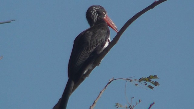 Crowned Hornbill - ML201148761